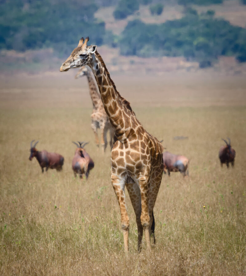 1 Day Akagera National Park Safari