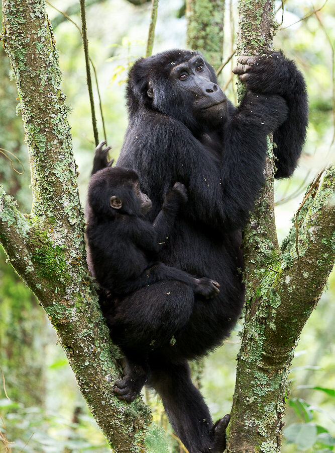 10 Days Rwanda Uganda Safari