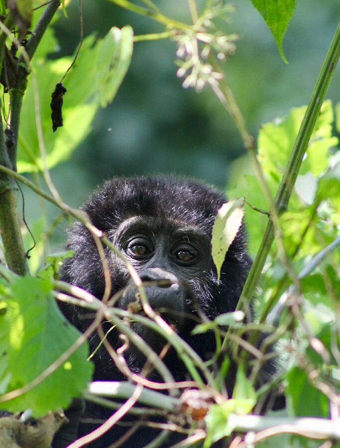 13-Day Rwanda and Uganda Gorilla & Wildlife Safari