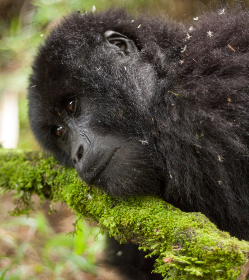 14 Days Uganda & Rwanda Primates and Wildlife Safari