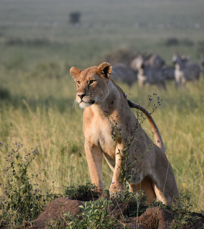 16-Day Unforgettable Tanzania Bush & Beach