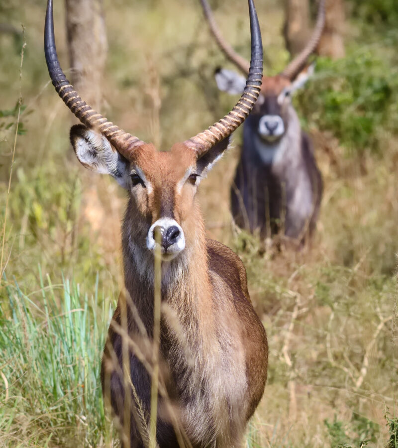 2 Day Akagera National Park Safari