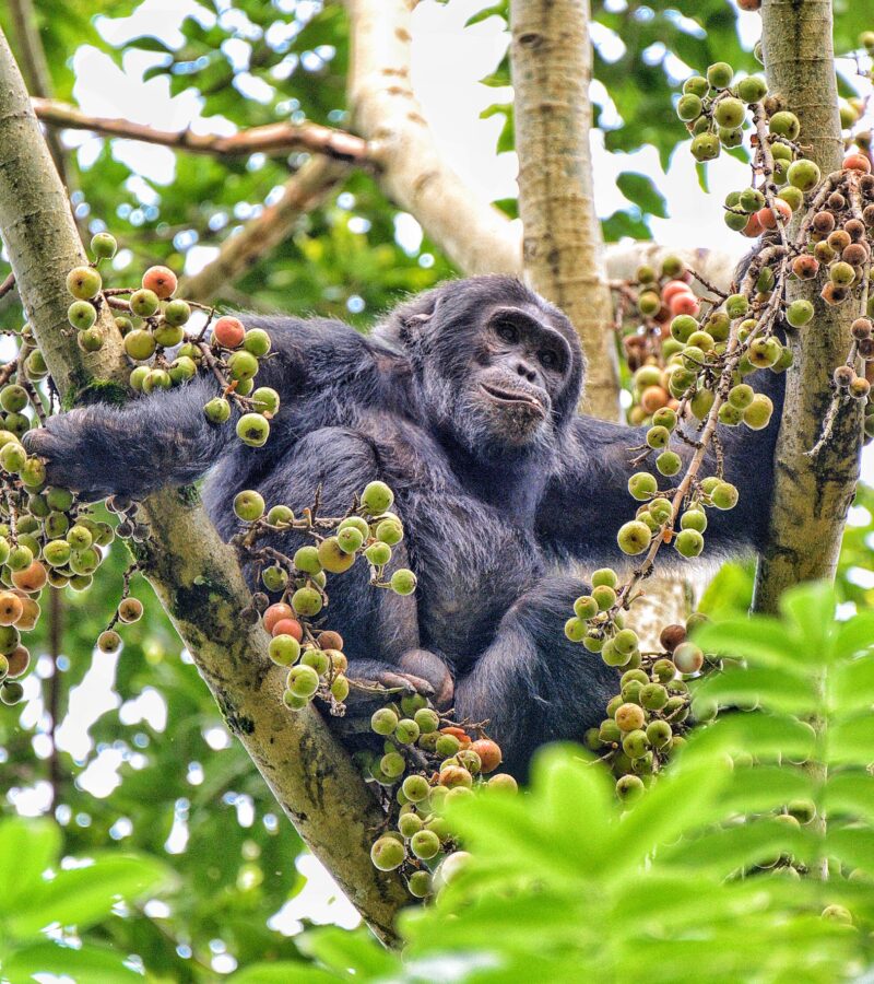 2 Days Nyungwe Chimpanzee & Canopy Walk Safari