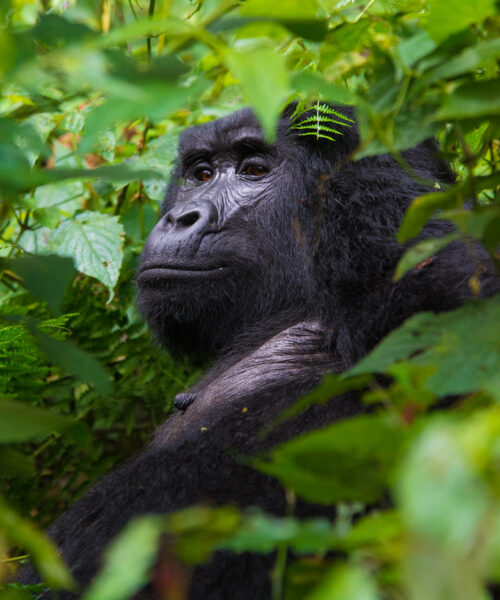 2 Days Uganda Gorilla trekking from Kigali