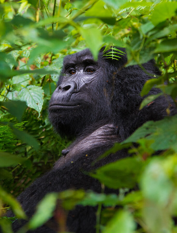 2 Days Uganda Gorilla trekking from Kigali