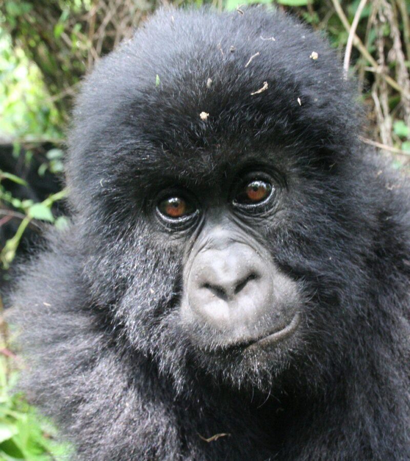 2 Days Rwanda Gorilla safari tour