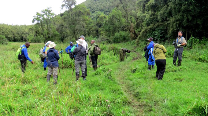 Can you wear black gorilla trekking?