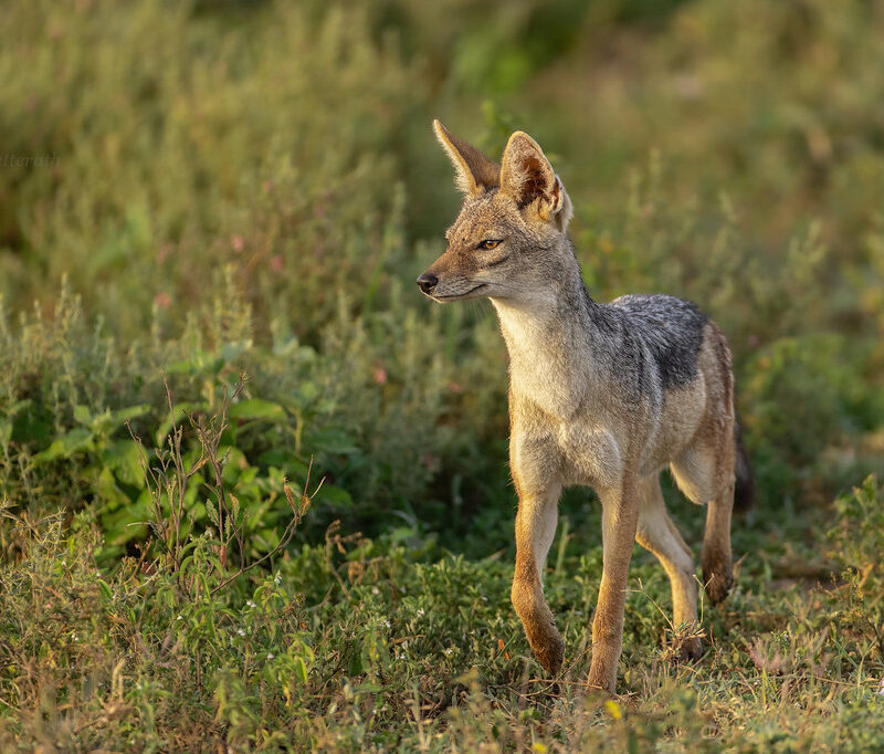 3 Day Tanzania Wildlife safari