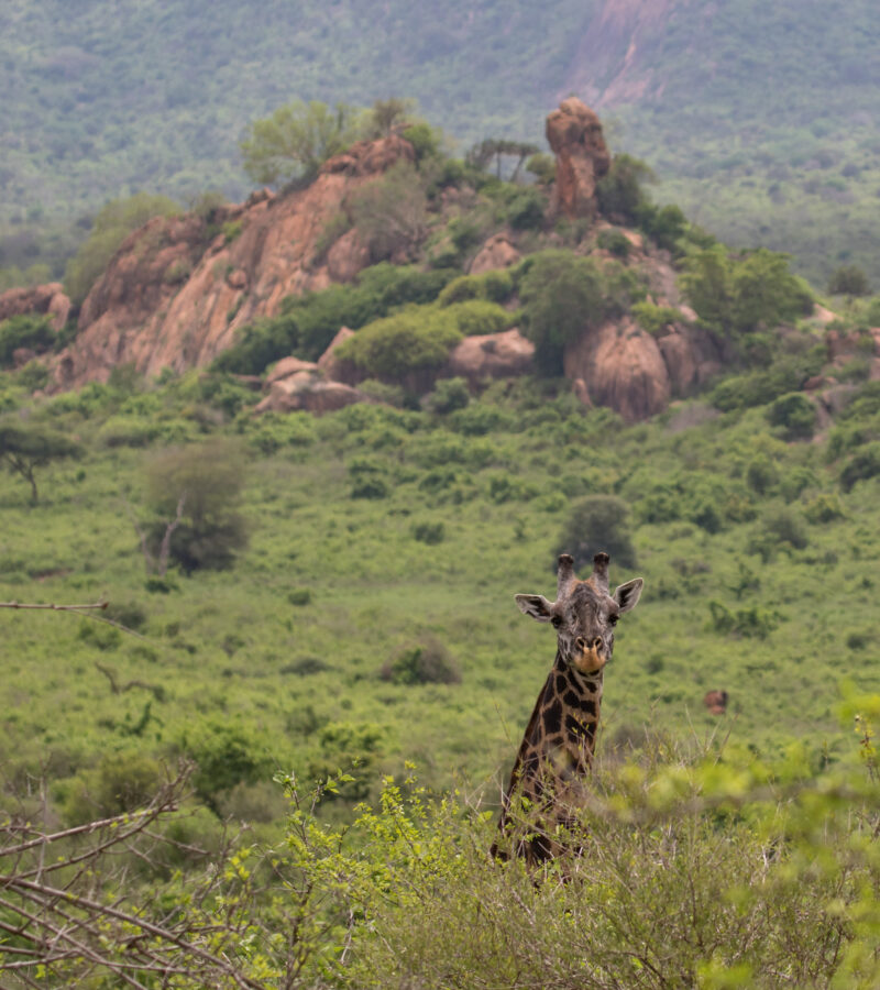 3 Days Nairobi to the beach, 2 Parks Safari In Tsavo