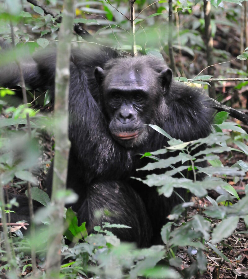 3 Days Chimpanzee Trekking in Kibale