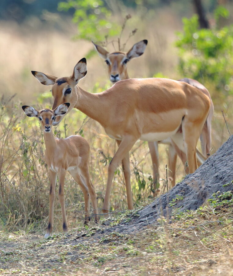 3 Days Lake Mburo National Park