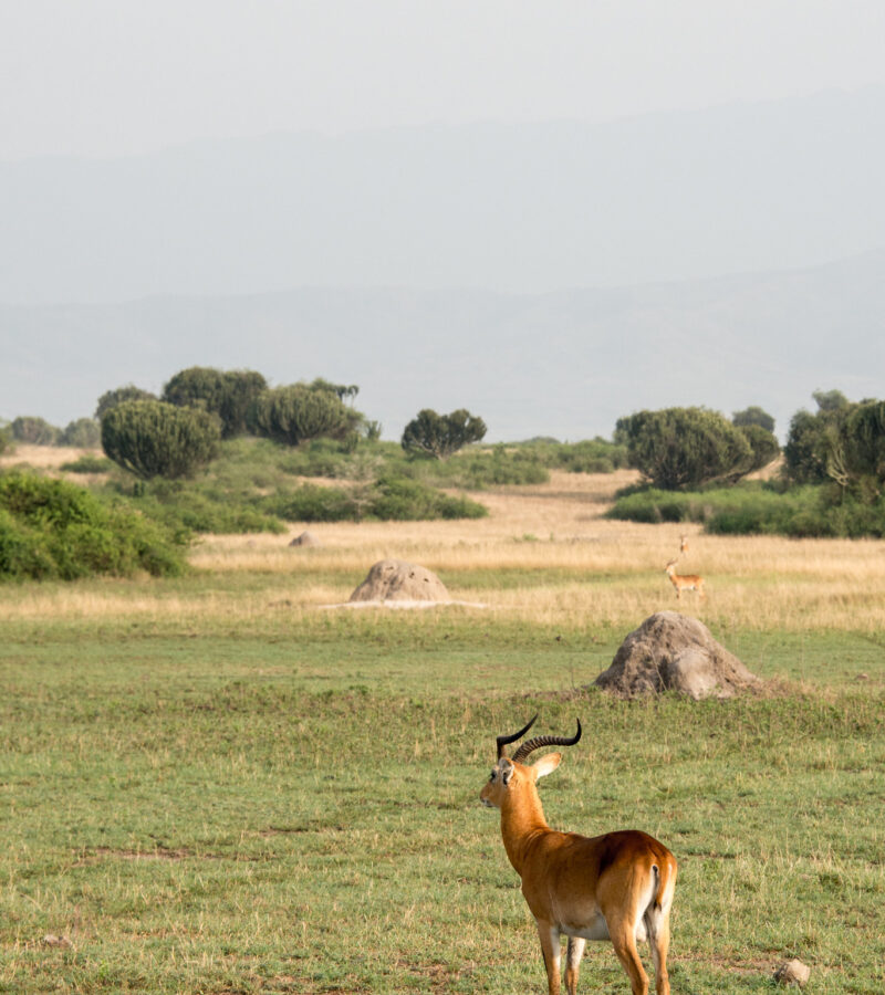 3 Days Queen Elizabeth Safari