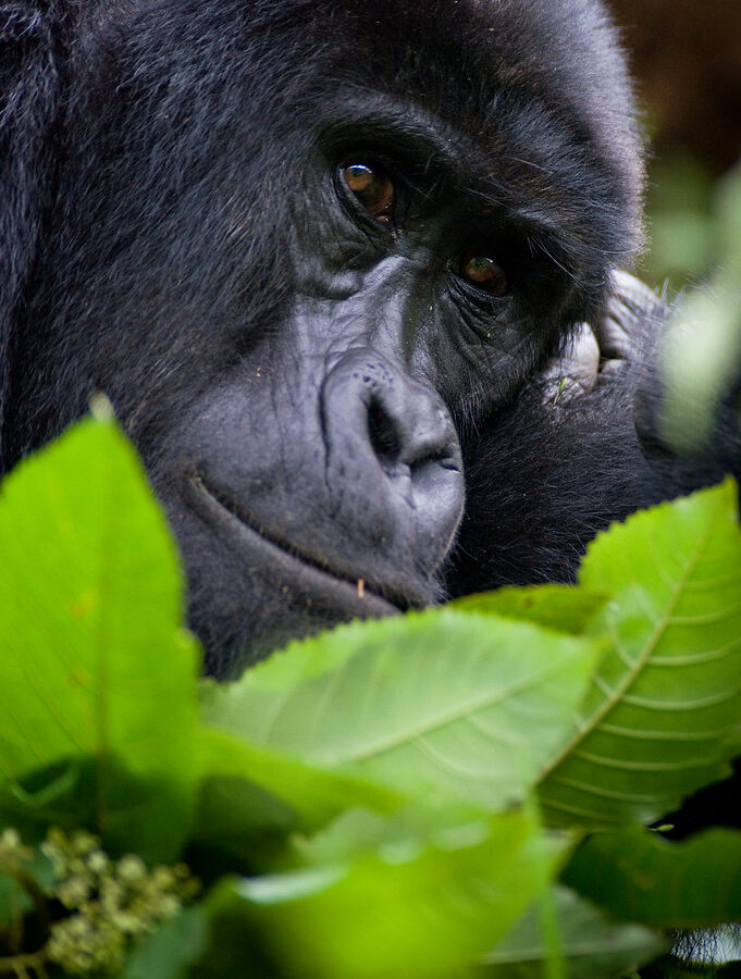 3 Days Rwanda Gorillas and Dian Fossey Hike