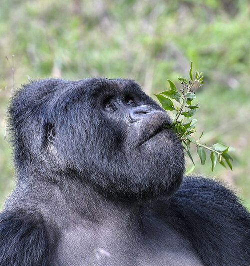 3 Days Gorilla Trekking in Mgahinga