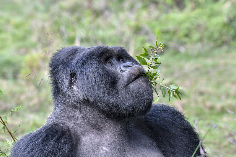 3 Days Gorilla Trekking in Mgahinga