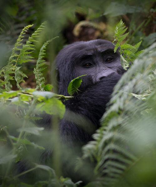 3 Days Uganda Gorilla trekking Safari