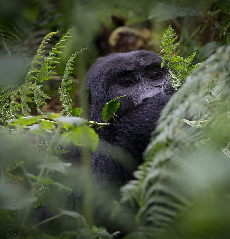 3 Days Uganda Gorilla trekking Safari