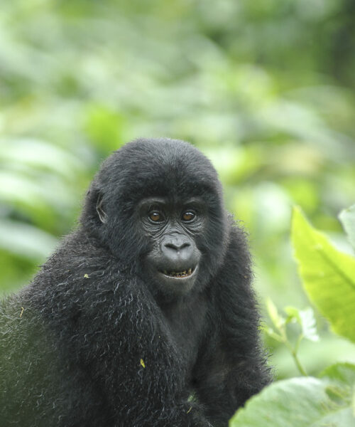 3 Days Uganda Gorilla tour from Kigali