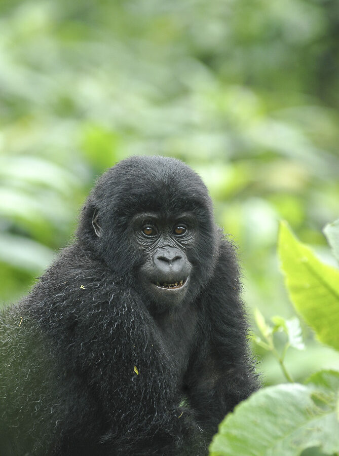 3 Days Uganda Gorilla tour from Kigali