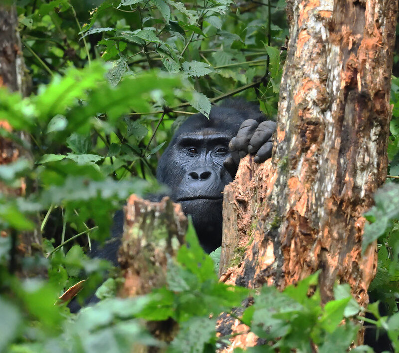 3 Days Gorilla Habituation Experience