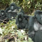 How difficult is gorilla trekking in Rwanda?