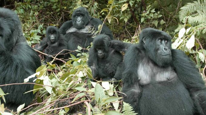 How difficult is gorilla trekking in Rwanda?