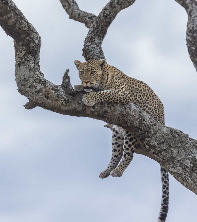 4-Day Group Tour to Tarangire, Serengeti, Ngorongoro safari