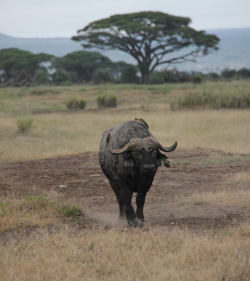 4 Days, 3 National Parks, and a Kenya Beach Safari