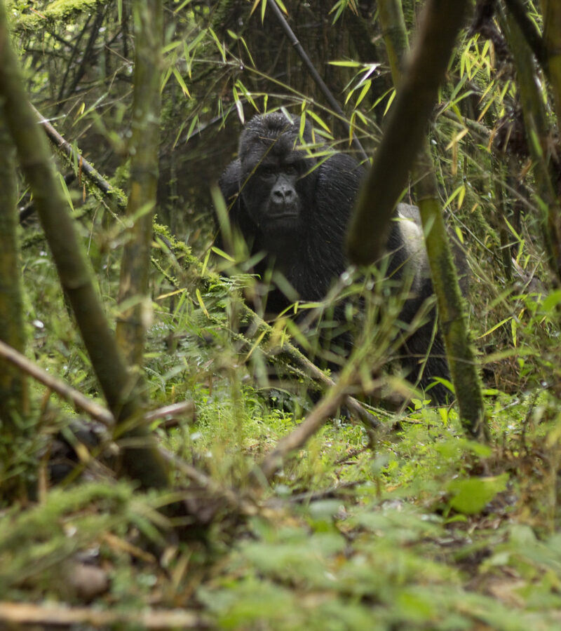 4 Days Affordable Rwanda Gorilla Trek Safari