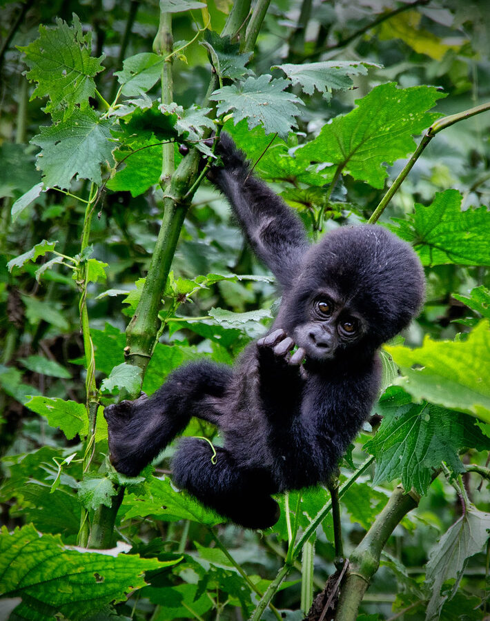 4 Days Bwindi Gorillas and Karisimbi Hike