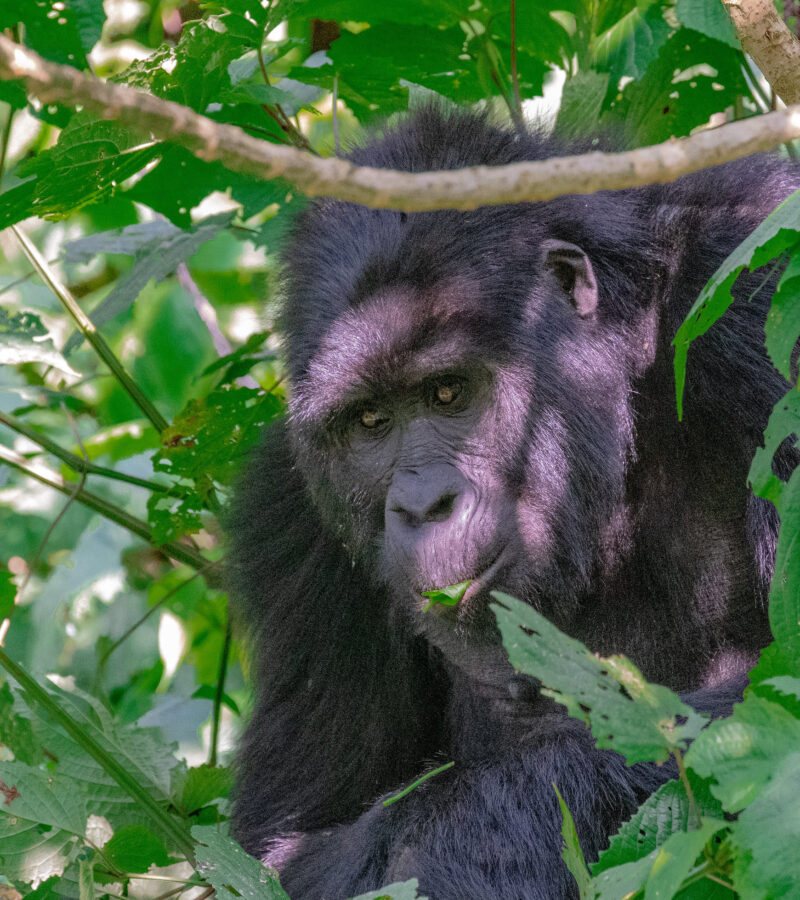 4 Days Uganda Rwanda Safari