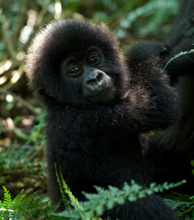 4- Days of Double Gorilla Trekking in Rwanda