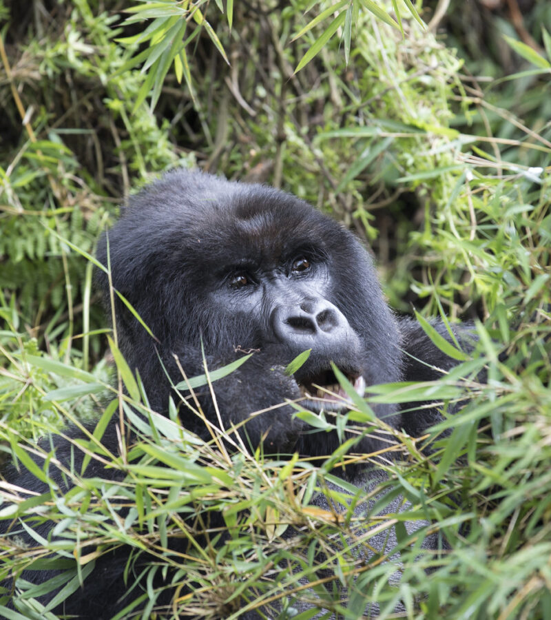 3 Days Rwanda Gorilla Safari tour