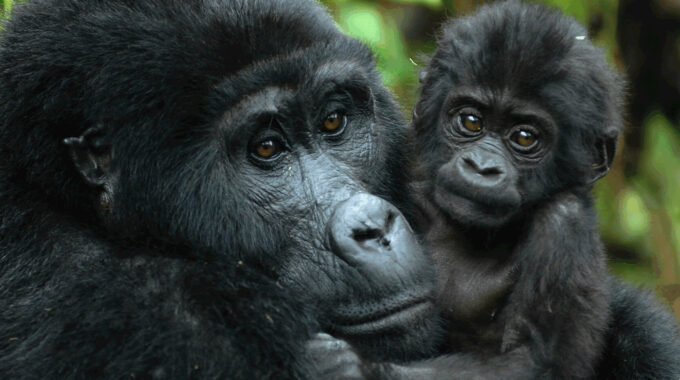 What is the age limit for gorilla trekking?