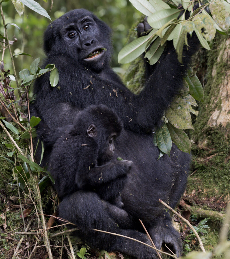 5 Days Uganda Gorilla and chimp from Kigali