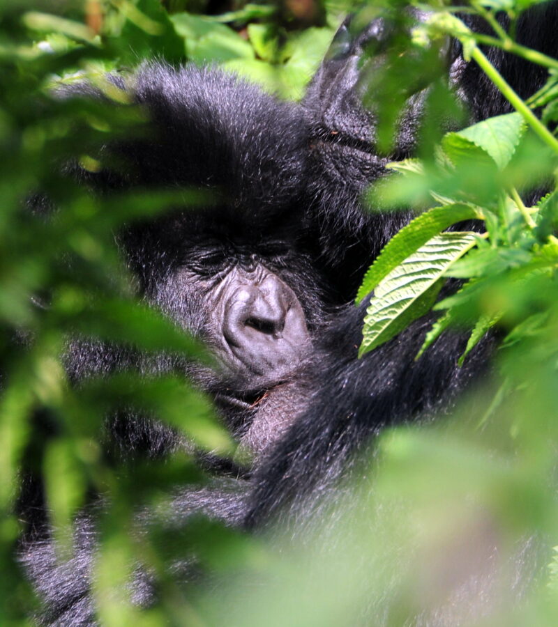 5 Days Uganda Gorillas and Chimps Safaris