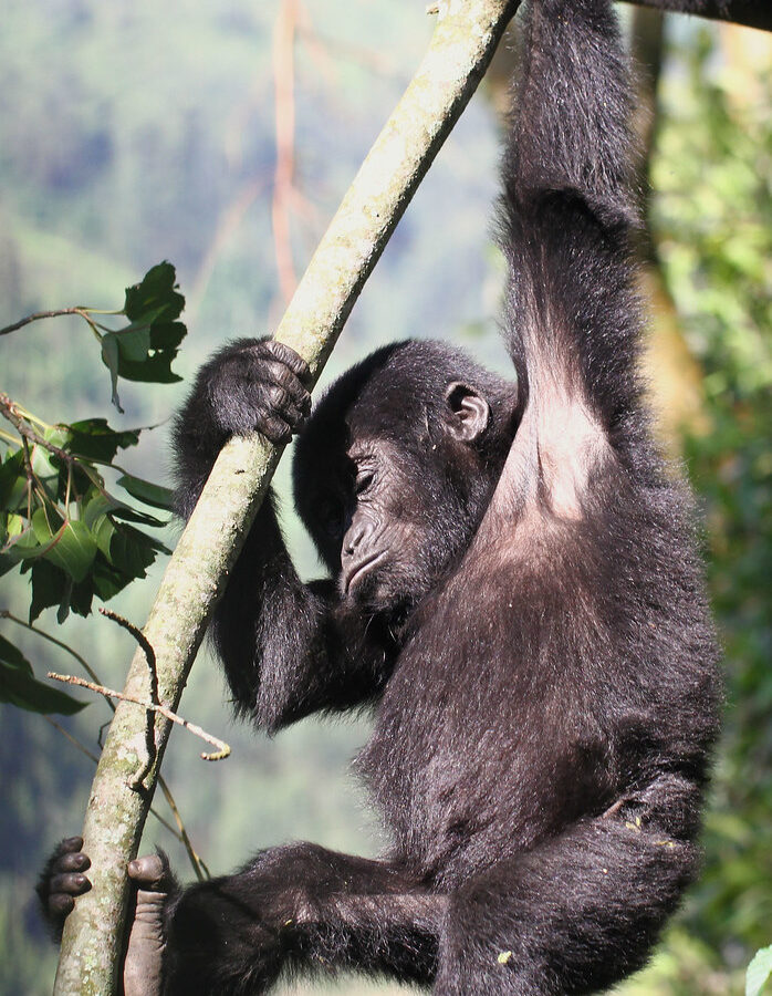 5 days Rwanda Gorilla and Wildlife Safari