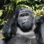 How safe is gorilla trekking?