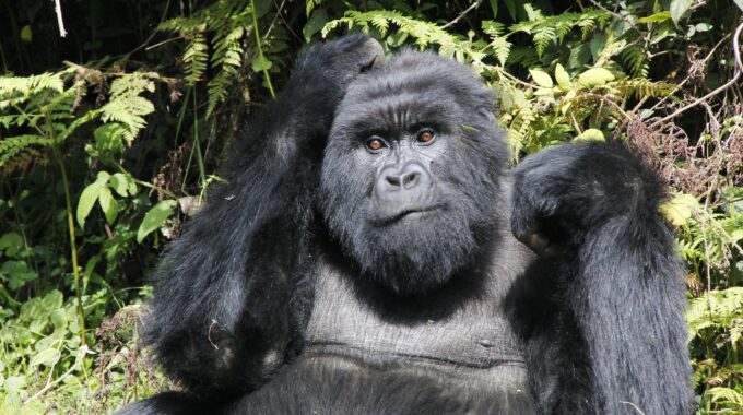 How safe is gorilla trekking?