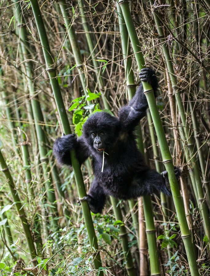 6 Days Rwanda Wildlife Safari