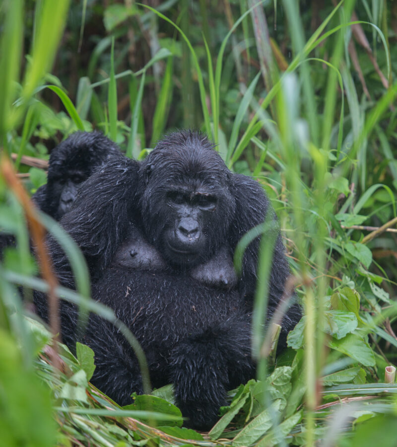 6 Days Rwanda Gorilla & Chimp Safari