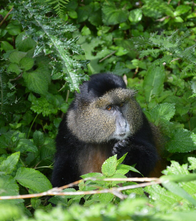 6 Days Rwanda Primates Safari