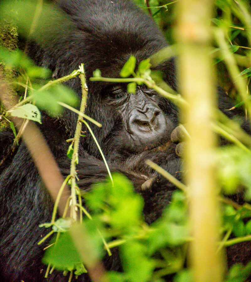 6 Days Uganda Gorilla and wildlife from Kigali