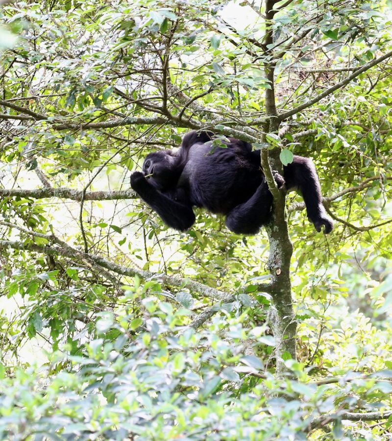 7 Days Rwanda Uganda Safari