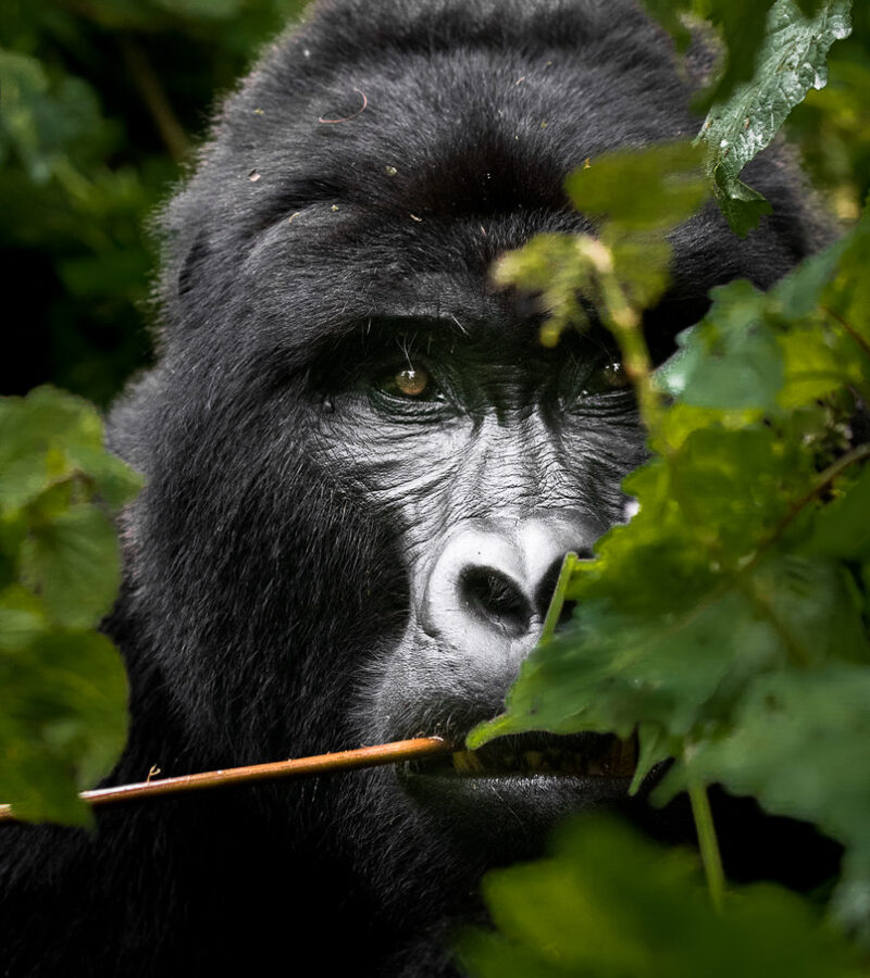 7 Days Rwanda gorilla and primate tracking Tour