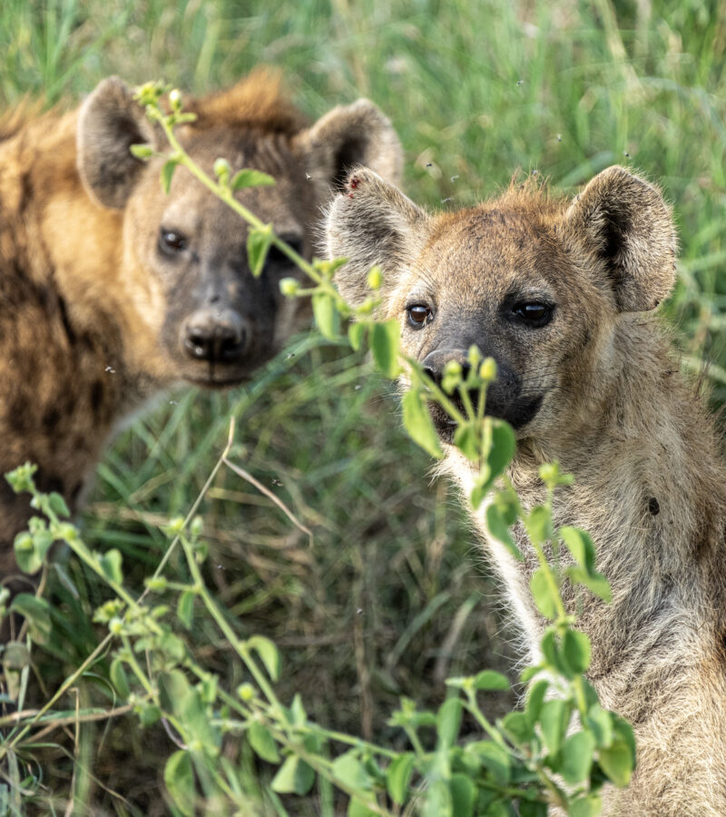 8 Day Serengeti Great Migration Safari