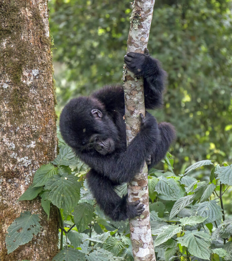 8 Days Masai Mara and Gorillas