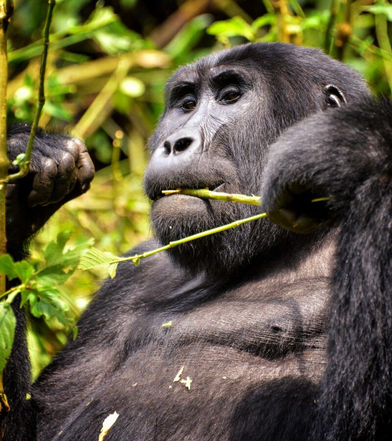 8 Days Rwanda Gorilla Tour