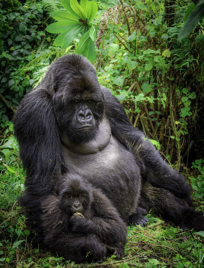 8 Days Rwanda’s Nyungwe, Lake Kivu & Gorillas Safari