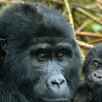 How do I book gorilla trekking in Rwanda?